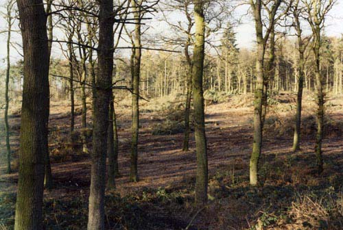 Chetwynd Firs plantation on north side of Newport on A41.