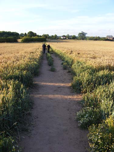 Walkers on the ancient pathway from Church Aston to Newport on a July evening.