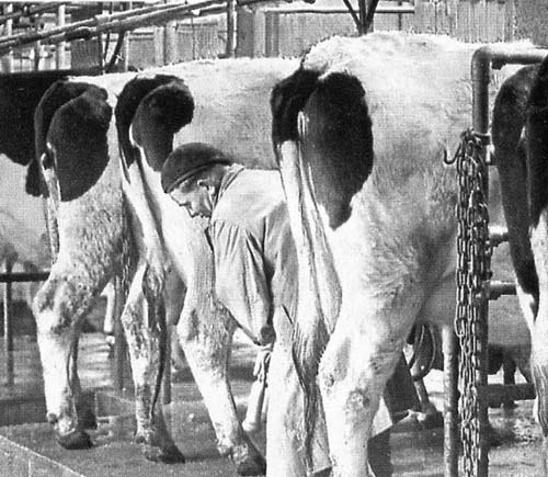 T Gough & Son dairy farmers of Newport doing morning milking in February 1963.